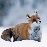 Fähe steht aufmerksam im Schnee