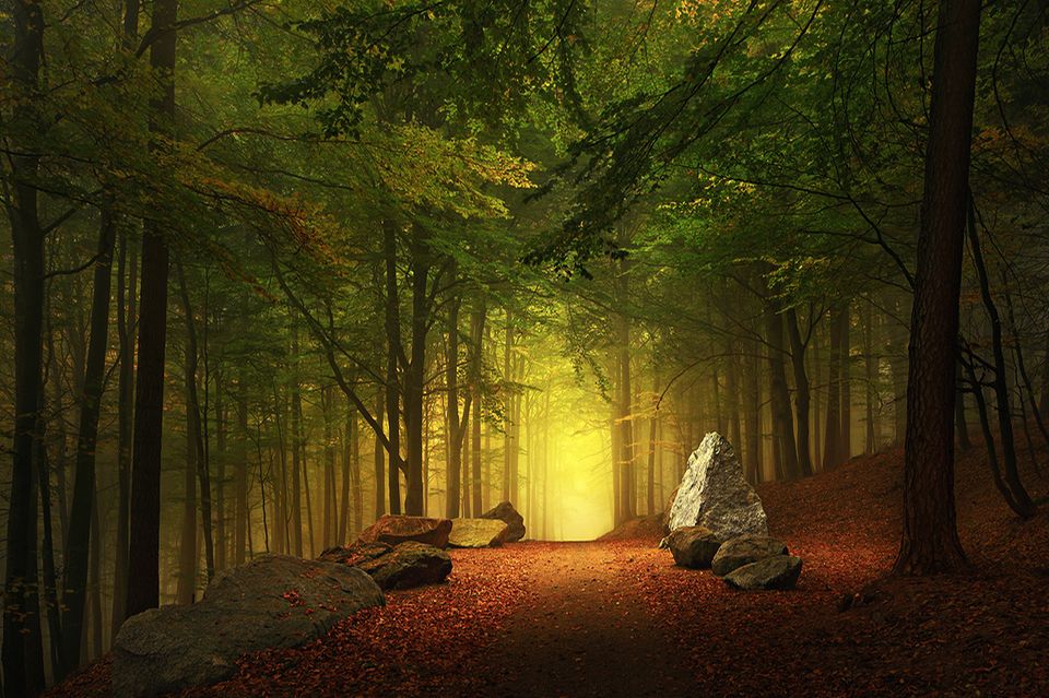 Oberpfaelzer Wald -Tännesberg-Waldweg im Kohlbuchs 1.5006