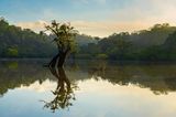 Amazonas-Regenwald