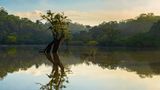 Amazonas-Regenwald