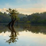 Amazonas-Regenwald