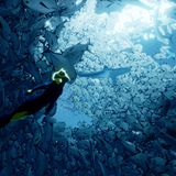 Taucherin Abzu im Fischschwarm