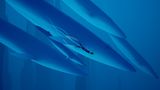 Abzu taucht mit Walen