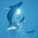 Wale unter der Wasseroberfläche