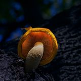 Pilz in Debrecen, Ungarn