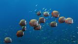 Fischschwarm im Ozean