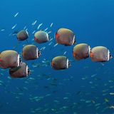 Fischschwarm im Ozean