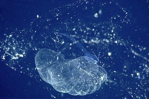 Meeresbiologie: Skurrile Tiefseekreatur wiederentdeckt