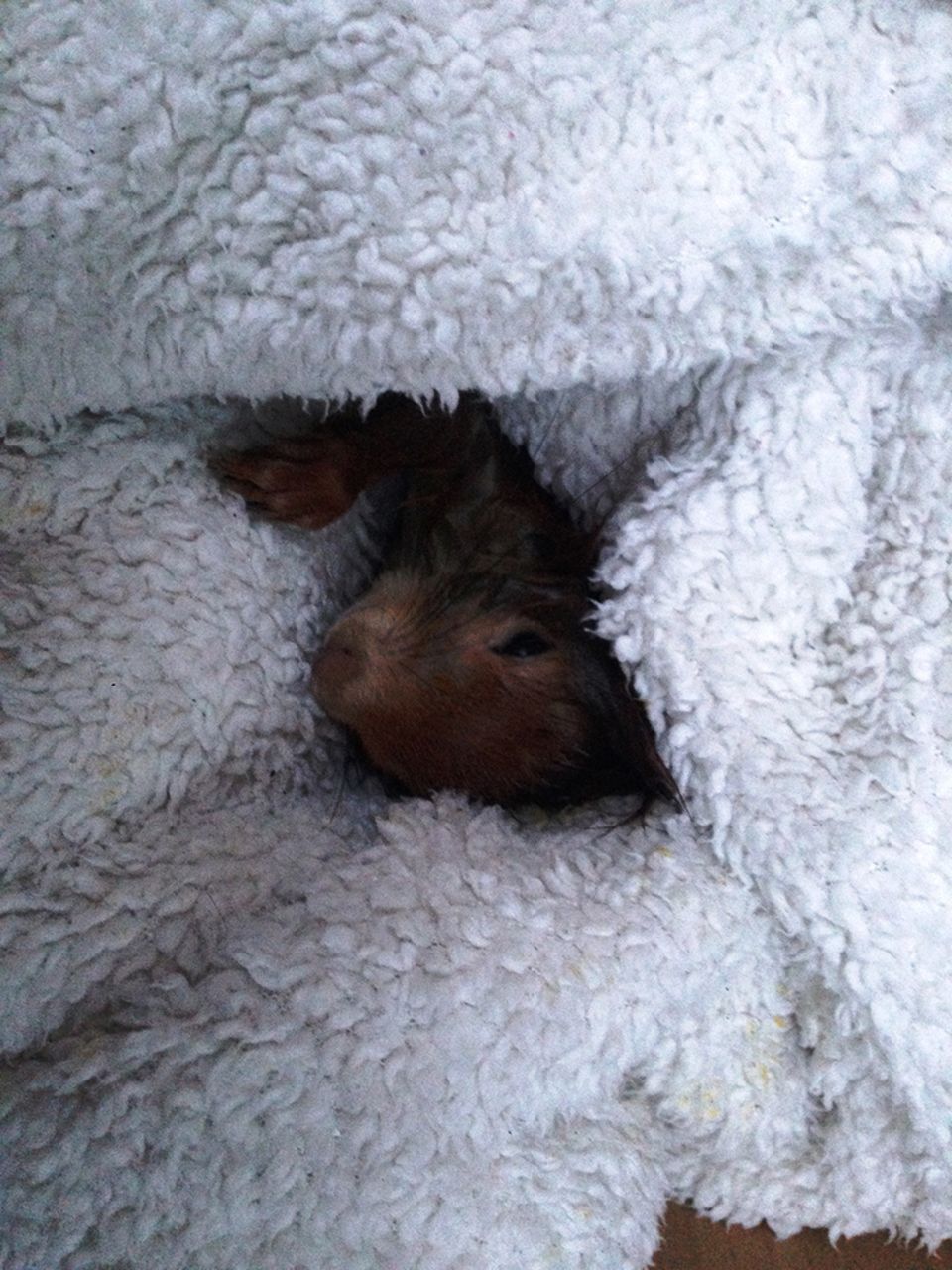 Eichhörnchen Olivio in einer Wolldecke