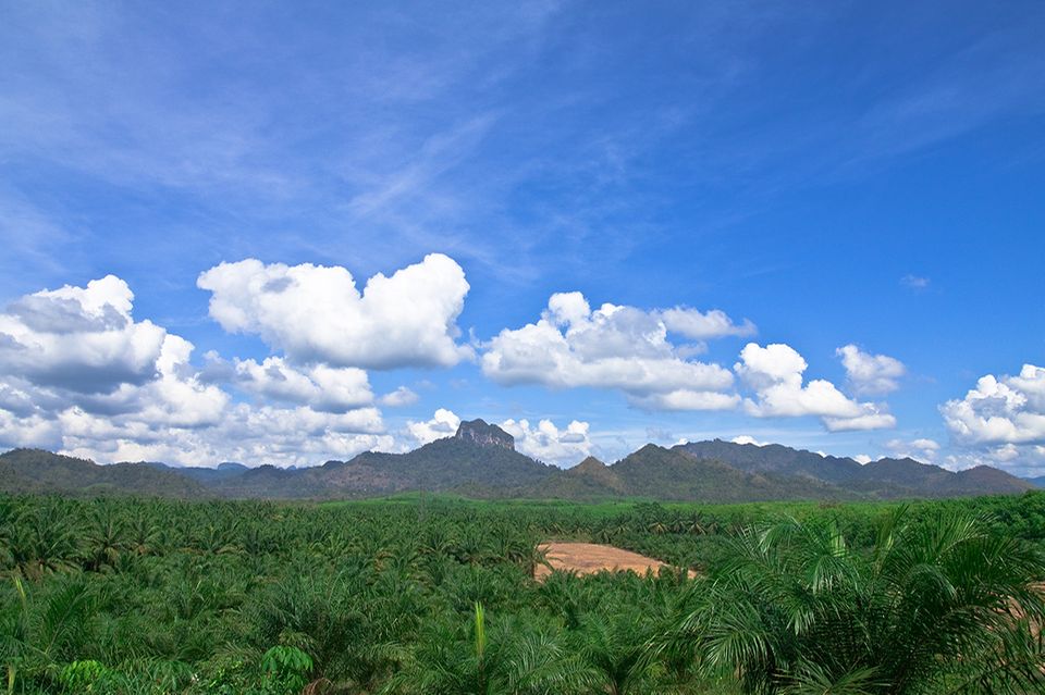Sicht von oben auf eine Palmöl-Plantage