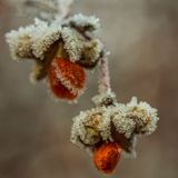 Pfaffenhütchen im Winter