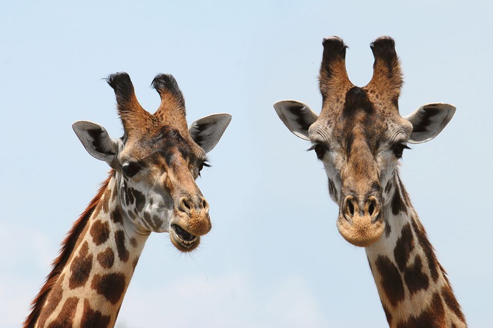 Zwei Giraffen vor blauem Himmel