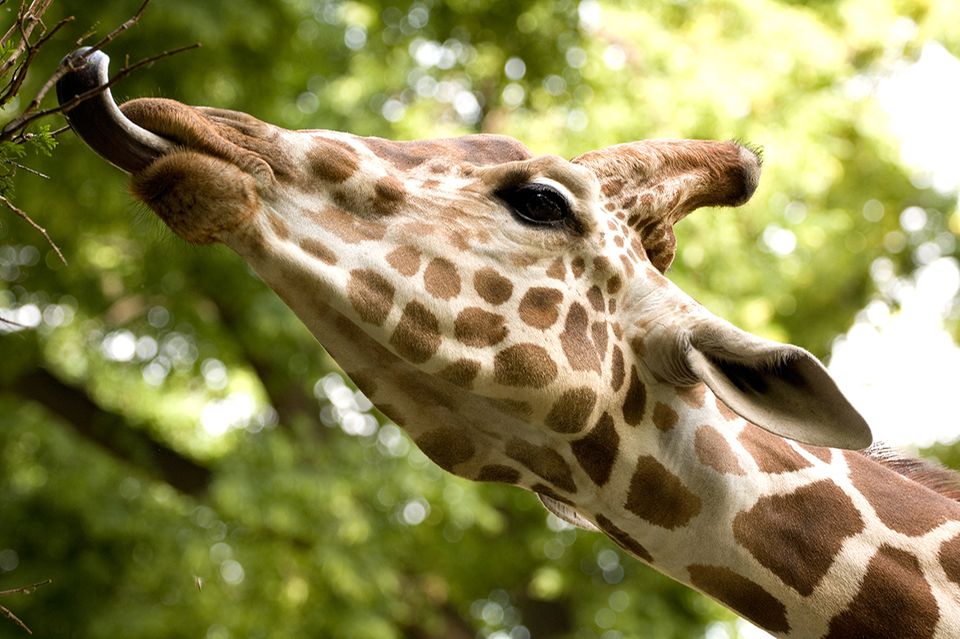 Giraffe frisst vom Baum Giraffe frisst vom Baum