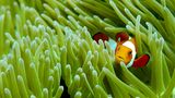 Clownfisch zwischen Anemonen in Raja Ampat