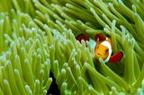Clownfisch zwischen Anemonen in Raja Ampat