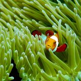 Clownfisch zwischen Anemonen in Raja Ampat