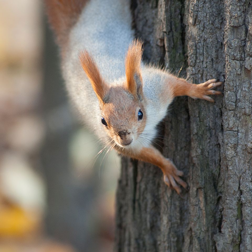 Ein Eichhörnchen klettert einen Baumstamm hinab