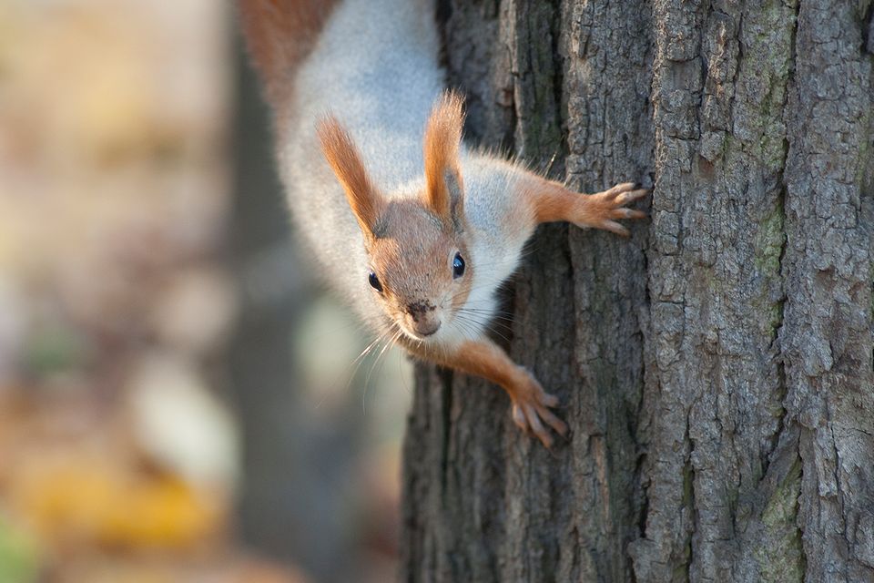 Ein Eichhörnchen klettert einen Baumstamm hinab