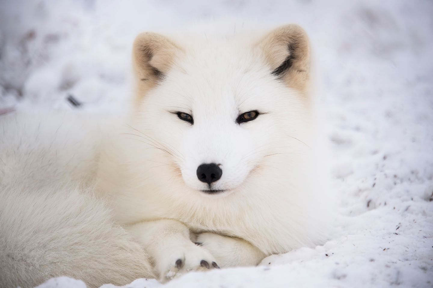 Polarfuchs im Schnee