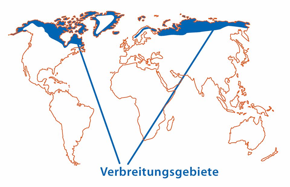 Polarfuchs Karte des Verbreitungsgebiets