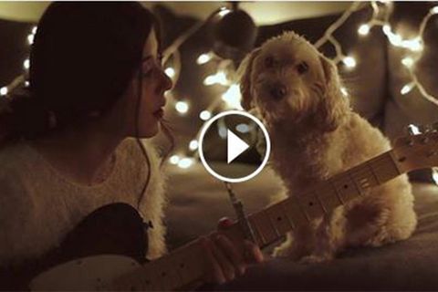 Weihnachtslied für den Hund