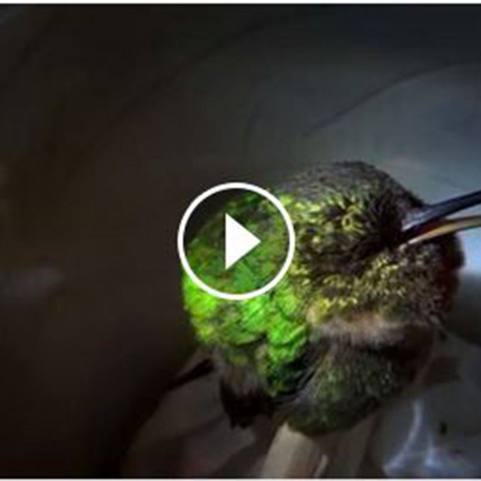Schnarchender Kolibri