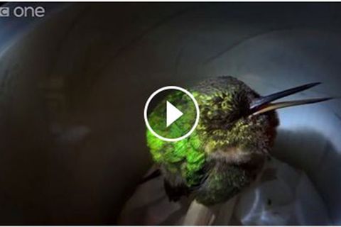 Schnarchender Kolibri