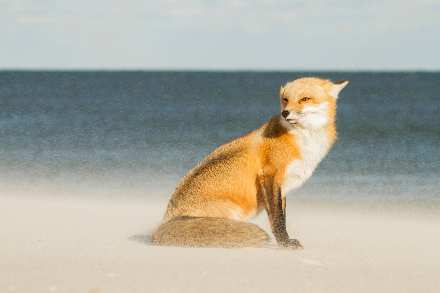 Island Beach State Park, New Jersey, USA