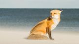 Island Beach State Park, New Jersey, USA