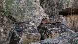 Sierra de Andújar National Park, Andalucia, Spain