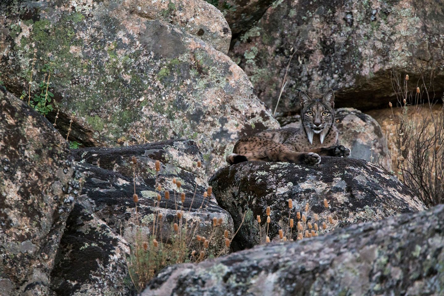 Sierra de Andújar National Park, Andalucia, Spain