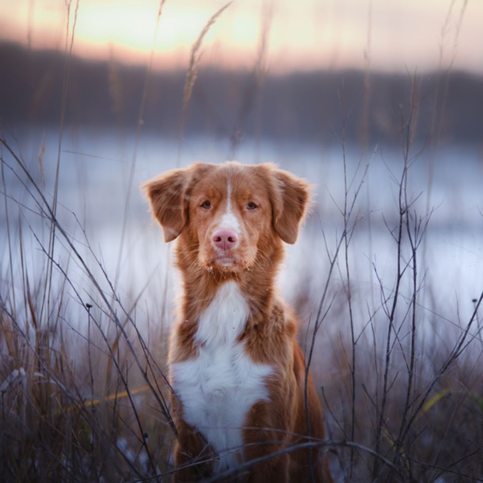 Hund