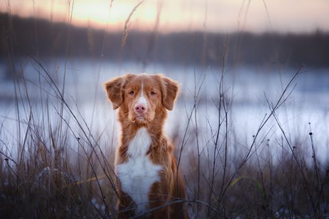 Hund