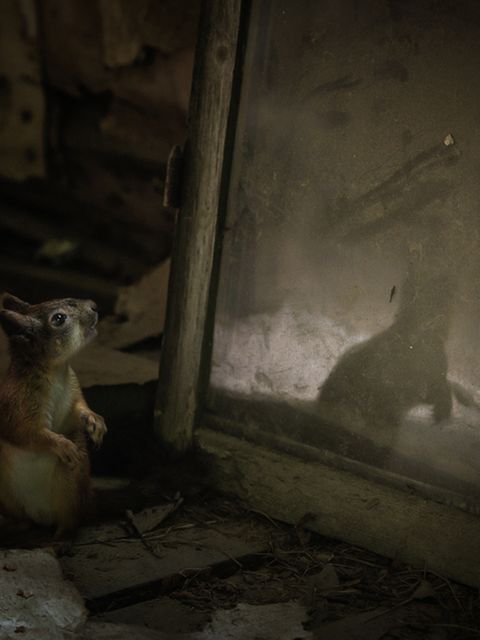 Das Eichhörnchen entdeckt sich im Spiegel