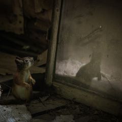 Das Eichhörnchen entdeckt sich im Spiegel