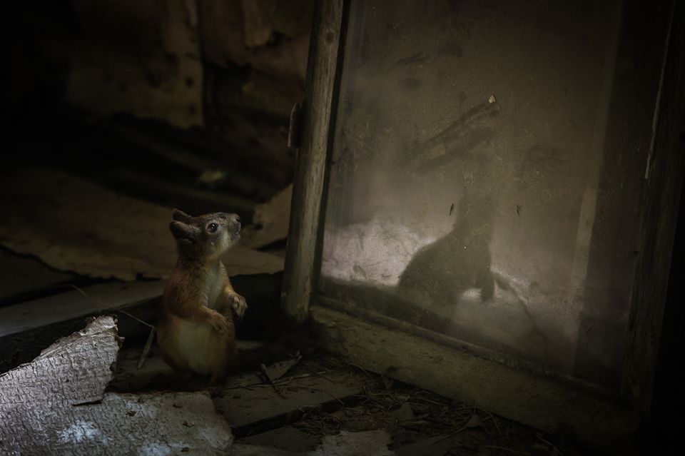 Das Eichhörnchen entdeckt sich im Spiegel
