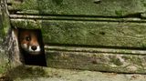 Ein Fuchs blickt durch die Holzwand