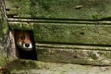 Ein Fuchs blickt durch die Holzwand