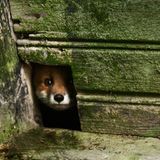 Ein Fuchs blickt durch die Holzwand