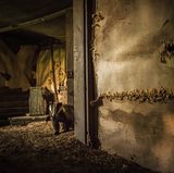 Ein Dachs beobachtet seinen Gast