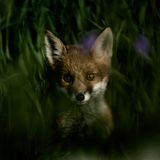 Entdeckt! Aber wer war zuerst da?