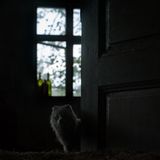 Ein kleiner Maderhund hat ein neues Zuhause