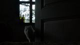 Ein kleiner Maderhund hat ein neues Zuhause