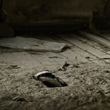 Ein junger Dachs blickt durch eine Bodendiele