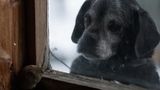 Hund beobachtet Maus durch Fenster