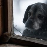 Hund beobachtet Maus durch Fenster