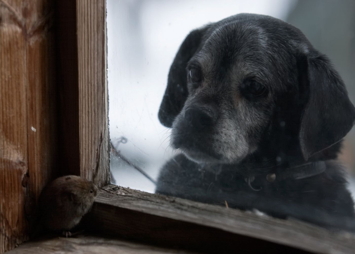 Hund beobachtet Maus durch Fenster