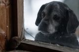 Hund beobachtet Maus durch Fenster