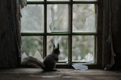 Eichhörnchen blickt aus einem Fenster