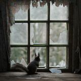 Eichhörnchen blickt aus einem Fenster